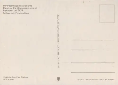 Stralsund - Meeresmuseum- Rotfeuerfisch