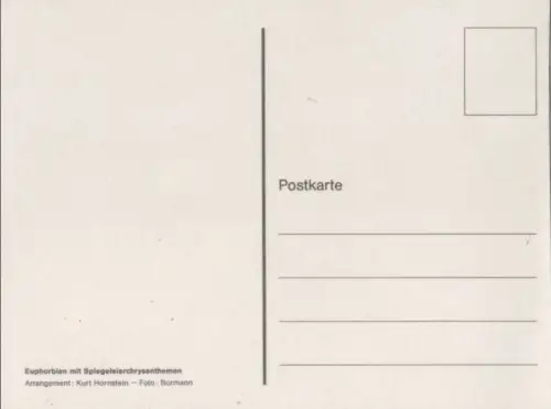 Euphorbien Arrangement