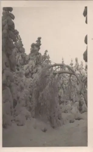 Nadelbäume schneebedeckt