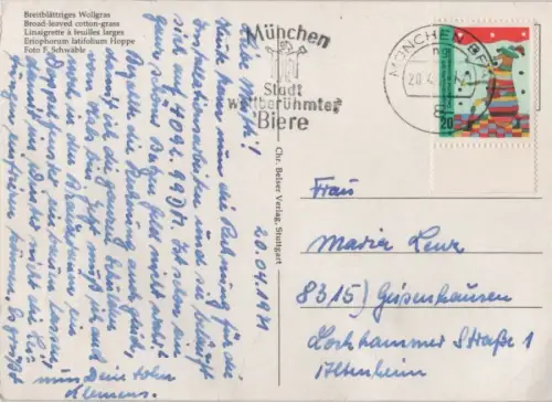 Breitblättriges Wollgras