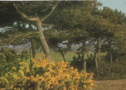 Sylt - Ginsterblüte bei der Vogelkoje