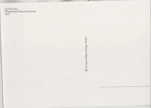 Lisl Thurnher Pfingstrose