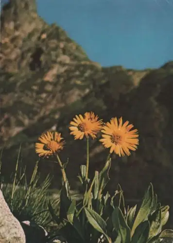 Zottige Gemswurz Gebirge