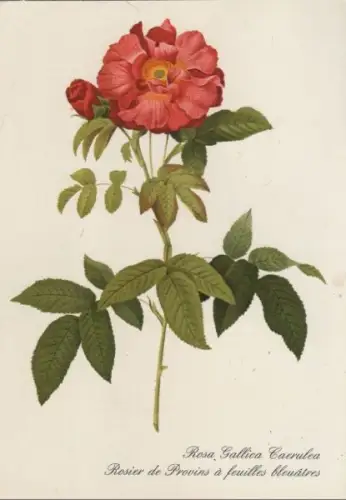 Rosa Gallica Caerulea blühend