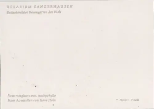 Rosarium Sangerhausen Rosa marginata