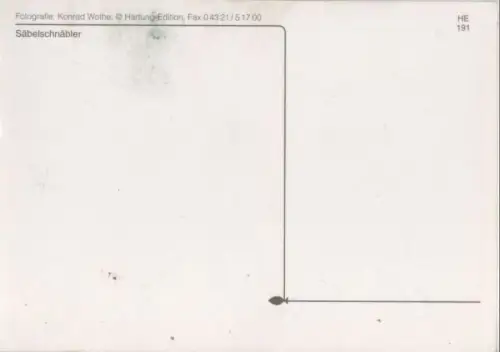 Säbelschnäbler im Flug