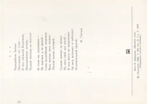 Nadelbäume im Winter