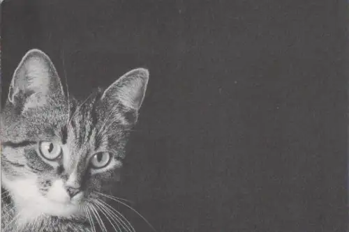 Katze vor schwarzem Hintergrund - 2004