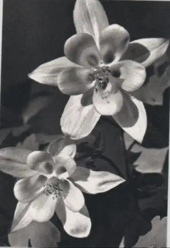 Blüten schwarzweiß