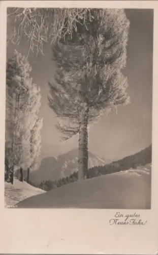 Neues Jahr - Baum im Winter