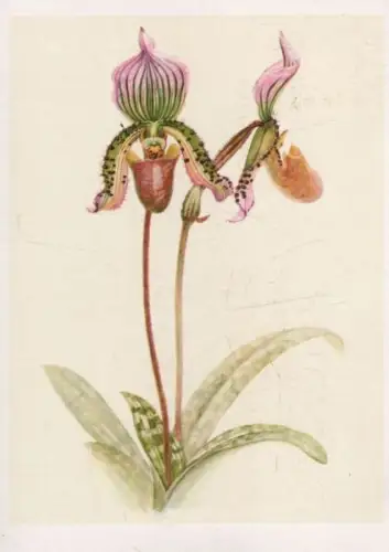 Paphiopedilum Onyx Ostindien