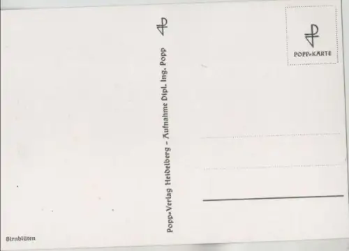 Zweig mit Birnblüten