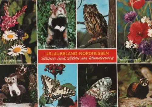 Hessen - Nordhessen, am Wanderweg - 1978