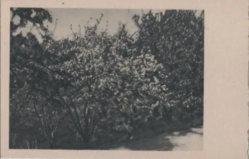 Blühender Strauch in der Sonne - ca. 1955