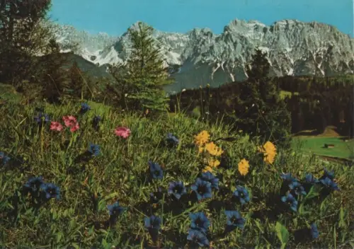 Alpen - Alpenflora, Primel - 1990