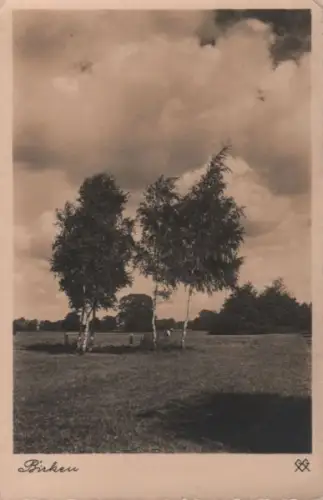 Birken auf Wiese