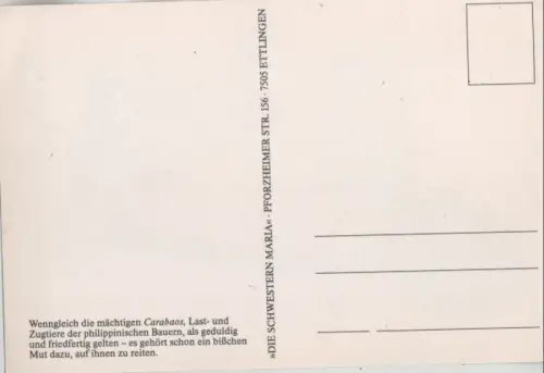 Carabaos Philippinen