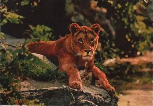 Gelsenkirchen-Buer Löwenpark Graf Westerholt