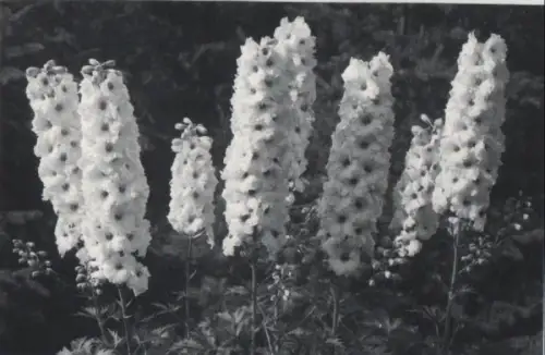 längliche Blüten schwarzweiß