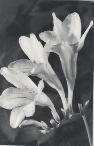 helle Blüten in schwarzweiß