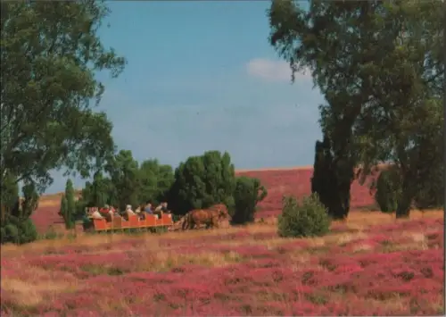 Bispingen-Niederhaverbeck - mit Kutschwagen nach Wilsede - ca. 1985