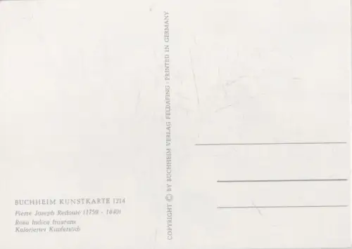 Rosa Indica Fragrans blühend