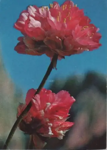 Alpen-Grasnelke blühend