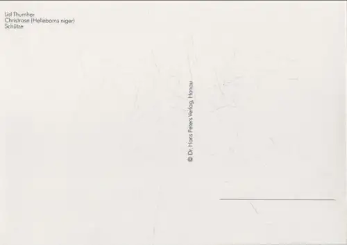 Lisl Thurnher Christrose