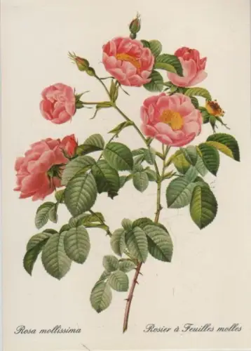 Rosa mollissima blühend