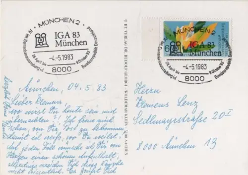 Rosa mollissima blühend