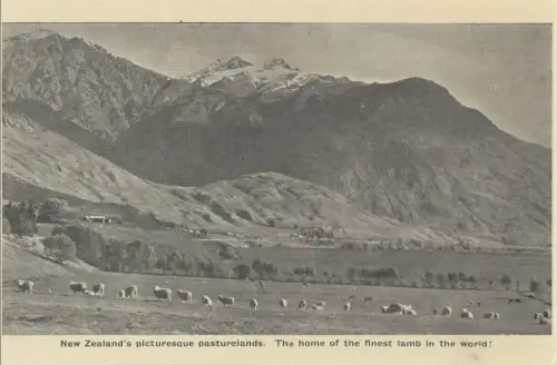 Neuseeland - Neuseeland - Neuseeland - picturesquq pasturelands