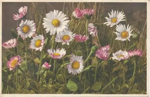 PC23952 Bellis Perennis. Daisy. Adelboden. Nr 1254