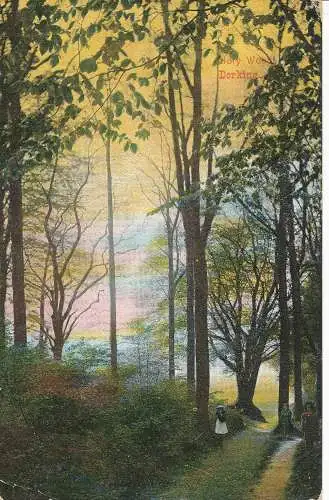 PC23664 alte Postkarte. Kinder im Wald. Surrey. Nr. 125