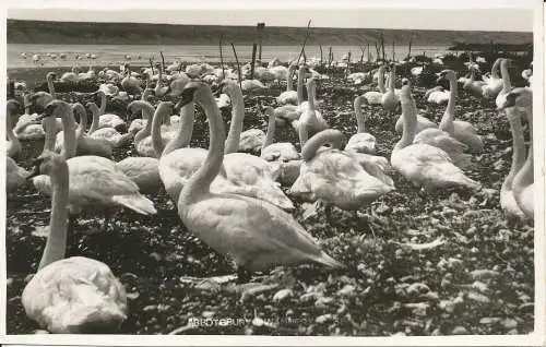 PC24715 Abbotsbury Swannery. Nr. 35. 1955