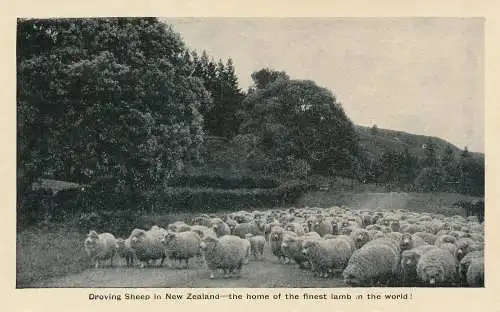 PC30298 treibende Schafe in Neuseeland. Die Heimat des feinsten Lammes der Welt