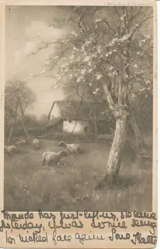 PC24012 alte Postkarte. Ein Haus und Bäume. 1904