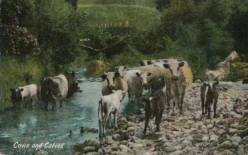 PC26405 Kühe und Kälber. Hartmann