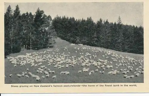 PC30299 Schafe weiden auf berühmten neuseeländischen Weidelands. Die Heimat der Beinen