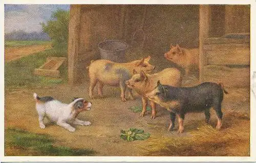PC32416 alte Postkarte. Ein Hund und Schweine. Lachs. Nr. 5167. 1959