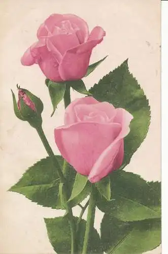 PC25576 alte Postkarte. Rosa Rosen. Misch und Co