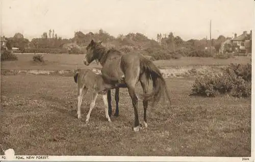 PC23828 Ponyfohlen. New Forest. Nr 20644