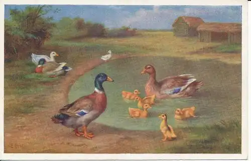 PC32601 alte Postkarte. Gänse. Lachs. Nr. 5166. 1959