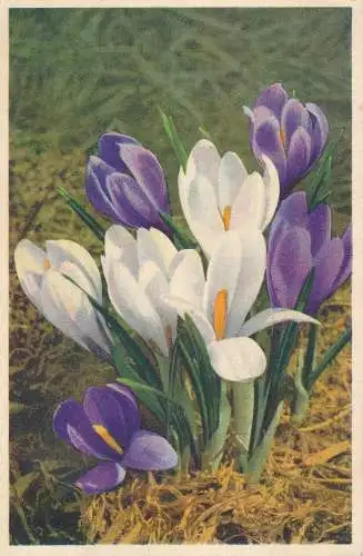 PC30399 Crocus Vernus. Frühlingskrokus. Gyger. Nr. 200