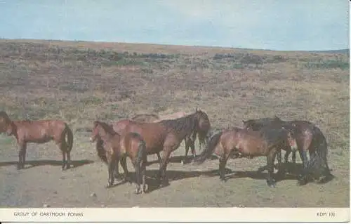PC30653 Gruppe von Dartmoor-Ponys. Jarrold. Cotman Farbe. RP. 1956