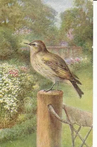 PC26034 Flycatcher. Lachs. Nr. 4092. 1959