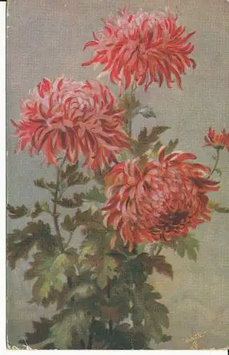 PC28819 Chrysanthemen. Tuck. Öle. Nr. 9241