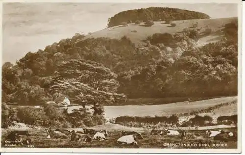 PC26064 Chanctonbury Ring. Sussex. Wardell. Nr. 101. RP. 1954