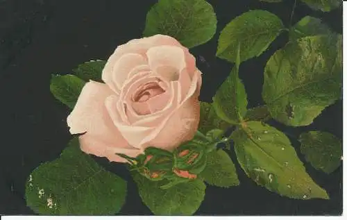 PC26335 alte Postkarte. Eine rosa Rose. Max Ettlinger. Royal