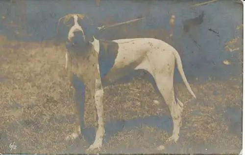 PC31531 alte Postkarte. Ein Hund. 1918