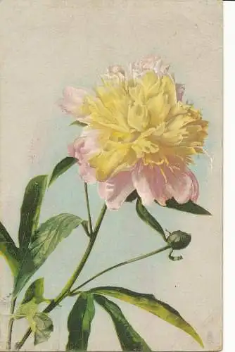 PC24223 alte Postkarte. Blume. Tuck. Art. Nr. 6867. 1907
